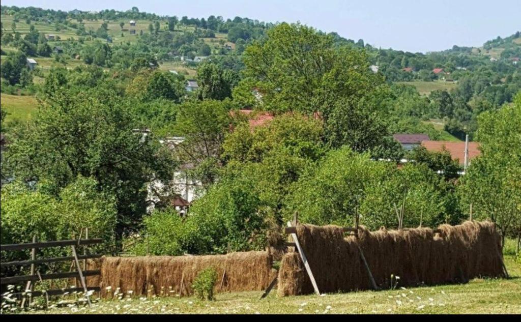 Pensiunea Trei Lalele Moisei Εξωτερικό φωτογραφία